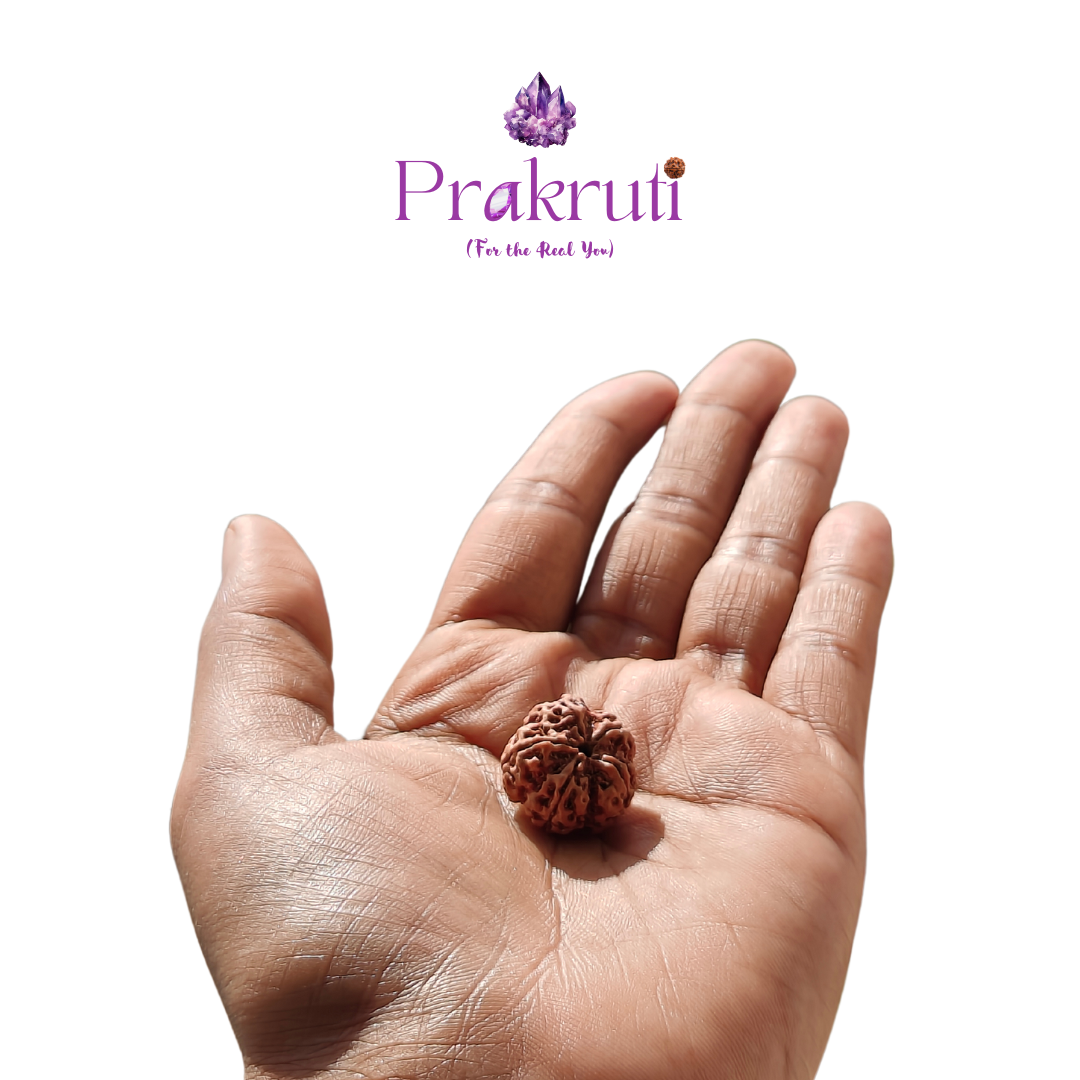 5 Face Rudraksha