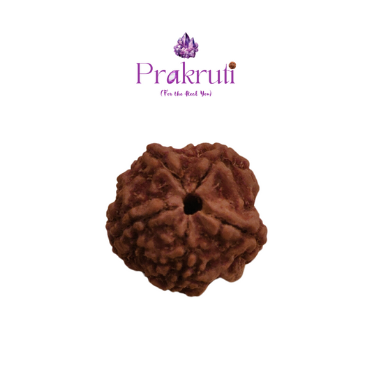 5 Face Rudraksha